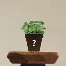 장미허브 - 맞춤 분갈이 허브키우기 바질 애플민트 로즈마리화분 스피아민트 잉글리쉬라벤더, 1개
