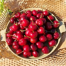 <항공직수입> 생체리 고당도 미국산 10row, 1개, 1.4kg