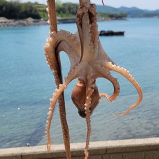 산낙지 활낙지 국내산 남해 생물 횟감, 1박스, 6미