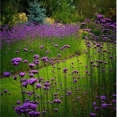 숙근버베나 버들마편초 내한성다년초 모종4개묶음 장기연속개화 규격8cm포트 꽃심야생화, 1개