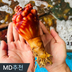 삼시세끼연구소 지금이 가장 달큰한 통영 멍게 활멍게 안깐멍게, 1박스, 500g