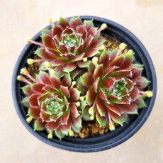 월동하는 잉글랜드칼칼레움 바위솔 분채배송 선별발송 꽃과정원이야기