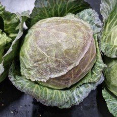 산지직송 제주 미니 양배추 달코미, 1박스, 2kg