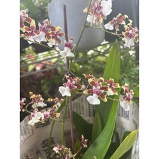 霏霏園藝 香水文心蘭盆栽 易於照護 居家美化首選, 1個