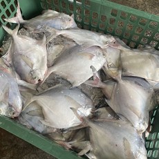 국내산 구이용 손질 병어 800g(2~5미), 1개, 800g