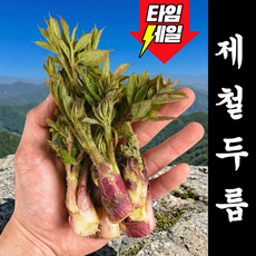[24시간초특가] 국내산 땅두릅 자연산 두릅, 1박스, 300g