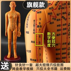 인체모형 혈자리 한의사 한의원 인형 해부학 골격근 침술 침자리 교육 한방, 구리색 하드  (54cm 여성 )(숫자기입)