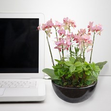 무늬미니호접란MTFF009, 서울특별시／광역시／경기도, 베이직, 필요없음