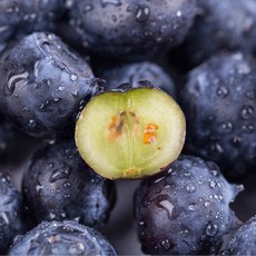 국내산 생블루베리 신선 과일 수확 수퍼푸드 생블루베리, 1박스, 중과 100g 1팩