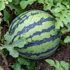 국내산 하우스 꿀 수박 4kg 산지직송, 1개