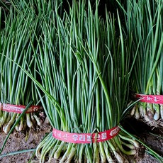 초록농장 알싸한 맛이 일품인 국내산 흙쪽파, 500g이상, 1개