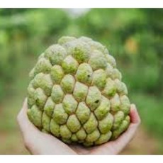 榴槤釋迦嫁接苗，平地山坡皆適合種植，種植簡單好管理，新手推薦, 1個, 大目釋迦嫁接苗