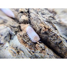 [70종] 등각류 분해생물 쥐며느리 톡토기 비바리움 교육용, 1세트, 핑크판다킹 5마리