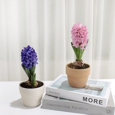 갑조네 구근식물 히아신스 수선화 크로커스 무스카리 튤립 구근식물 꽃식물, 히아신스(보라)(소품), 1개