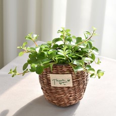 실내공기정화식물 율마 아레카야자 스킨답서스 산세베리아 테이블야자 유칼립투스 이레카야자 페페 스투키 몬스테라, 19.신홀리페페(땡큐바구니), 1개