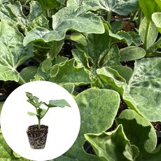 새마을총각 수박모종 꿀수박, 2개