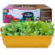 세경팜 허브텃밭세트(바질 루꼴라) 씨앗 키우기, 옐로우화분(바질,루꼴라)