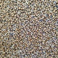 전남 곡성 산지직송 25년산 국산 햇 결명자 국내산 생결명자, 1박스, 1kg