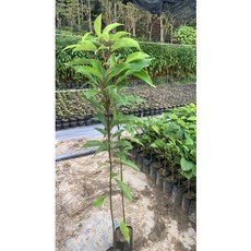 霏霏園藝 香章實生苗 (10棵/單位) 高60-100公分, 一棵100