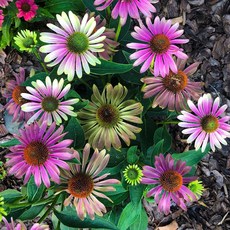 [큐가든] 에키네시아 숙근 유럽 직수입 에키네시아꽃 뿌리 구근 여름꽃 특선 모음, 13) 샤이엔 스피릿, 1개