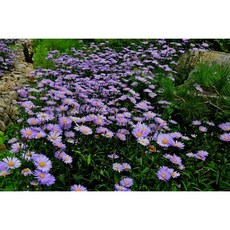 꽃심야생화 새봄기획할인전 1+1 행사 7품목선정, 벌개미취(5개+5개), 10개