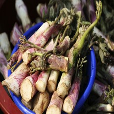 신선계절가 국내산 향긋한 땅두릅, 1개, 300g