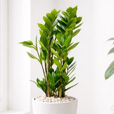 앙플랜트 금전수 돈나무 실내 공기정화식물 중품 40cm, 혼합색상, 1개