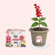 오늘도새싹 식물키우기 사루비아 미니화분
