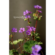 청화쥐손이 / 사진촬영 2026년 2월 15일, 1개