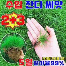 잔디 씨앗 산소용 7일 발아 잔디 씨앗 사계절 잔디 씨앗 수입 잔디 씨앗 고급 잔디씨앗 잔듸씨 사은품 런덤 증정, 5개, 500g