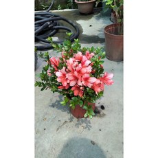 霏霏園藝之境 杜鵑仿真植物 5吋盆栽 室內裝飾綠植, 1個