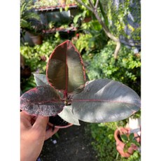 霏霏園藝 紅斑橡膠樹盆栽