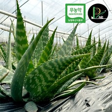 껍질째 먹는 무농약 식용 생알로에 사포나리아 거제피네농장, 1박스, 1kg