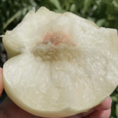 [하루20박스] 당도선별 달콤쫀득 겨울복숭아 설아복숭아, 1개, 1kg