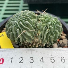 G.L.魔仙園 多肉植物 刺無縮玉/蝌蚪丸, 1個, 04