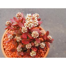 다육식물 라디칸스 토분에 심은 다육이 분갈이 필요없는 다육화분 홈가드닝 카페 사무실 소품 장식품 공기정화식물 화분째 배송합니다. 로뎀다육