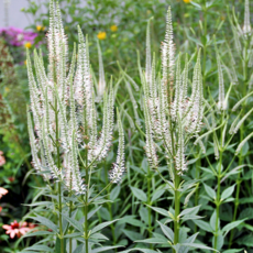 흰꽃냉초 [3포트] (복남이네야생화 Veronicastrum sibiricum), 3개