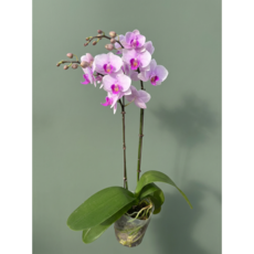 호접란 연핑크 쌍대 거실화분 꽃 플랜테리어 호접난 실내 대성식물, 1개