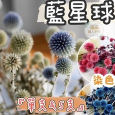 【璟采職人】單支/五支販售 藍星球 染色藍星球 山防風 盆花 桌花 乾燥果實 永生花 乾燥花 圓形花材 藤圈裝飾 花材, 紅色,【5支/束】我已詳閱內文1-6點並同意