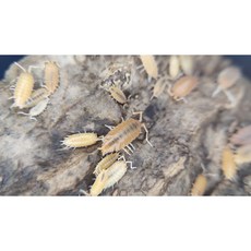 [70종] 등각류 분해생물 쥐며느리 톡토기 비바리움 교육용, 1세트, 굴뚝양쥐 믹스 10마리