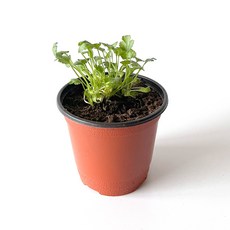 고수 식물 모종 화분 허브식물 키우기 고수키우기, H41.고수, 1개