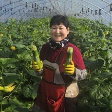 고가네 국내산 애호박 인큐 상품 특품, 10개 1박스, 애호박 특품