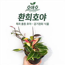 [호야호] 환희호야 특허식물 공기정화식물 국내 육종가 최현희 개발 품종 희귀호야, 대 (20~25cm) 사이즈, 1개