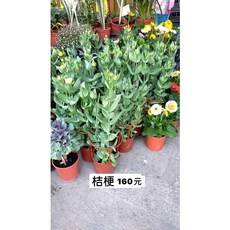 霏霏園藝 牛奶白桔梗 盆栽 清新優雅花卉 居家空間裝飾, 1個