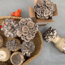 춘추 느타리버섯 2kg, 1개