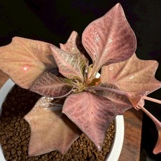 布楚禮 彩葉麒麟 世界樹系列 475