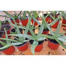 사포나리아 알로에 화분 (식용), 4500, 1개