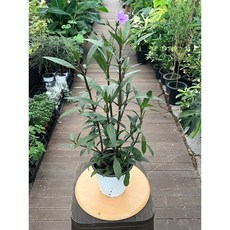 루엘리아 야생화 실내화초 공기정화식물 보라색 꽃 반려식물 광명IC화훼유통, 1개