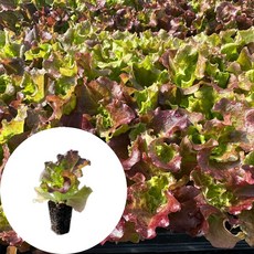 새마을총각 꽃상추모종 선풍포찹 토종상추, 2개