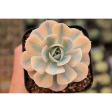 로나가든 마케베니아금 반려식물 희귀다육이 다육금 리톱스 선인장